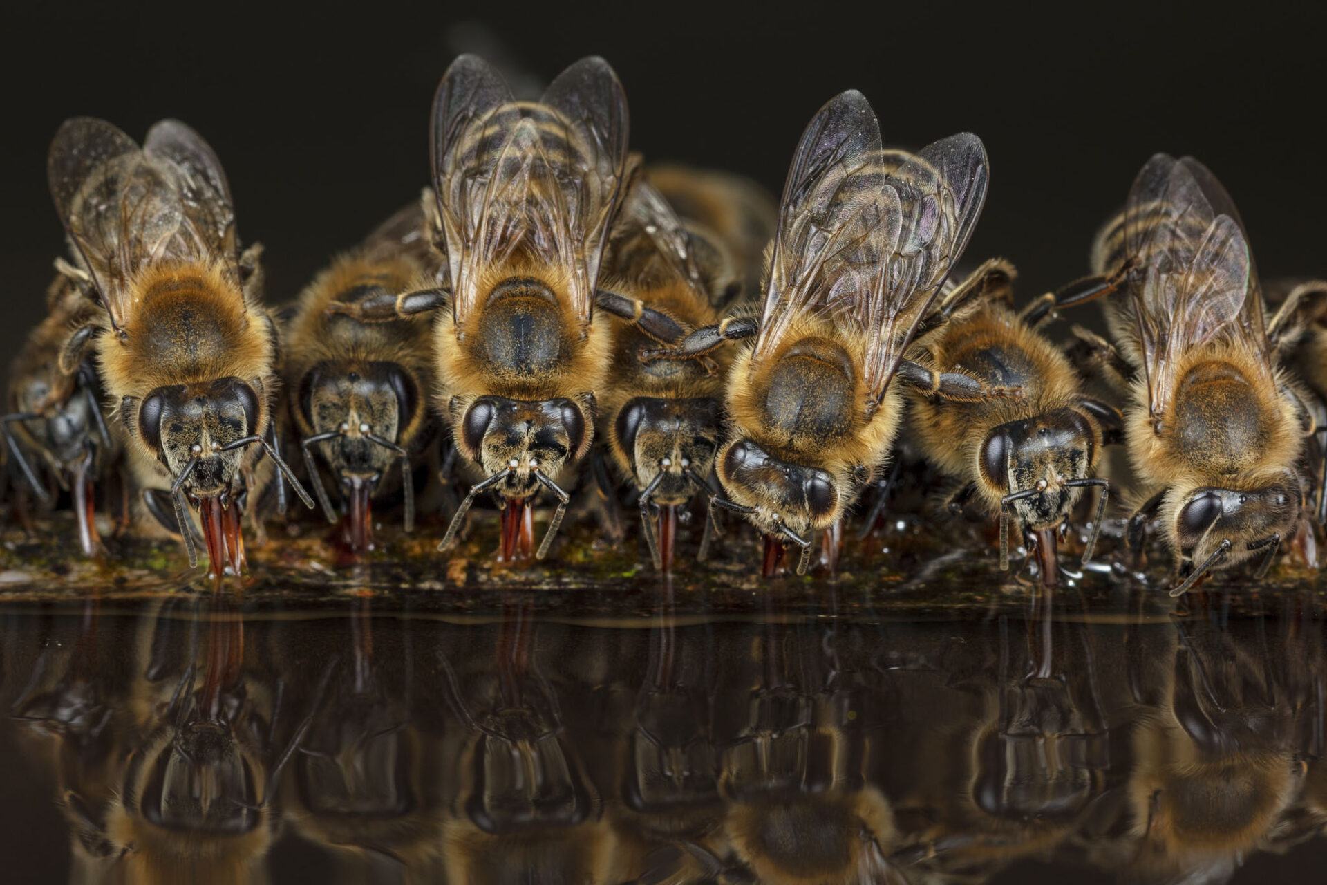Honey Bees (Apis mellifera), drinking water on hot summer day, Germany
