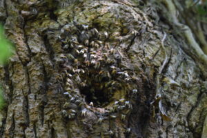 Wildlebendes Honigbienenvolk in einer Baumhöhle im Wald, Foto: Walter Ackermann
