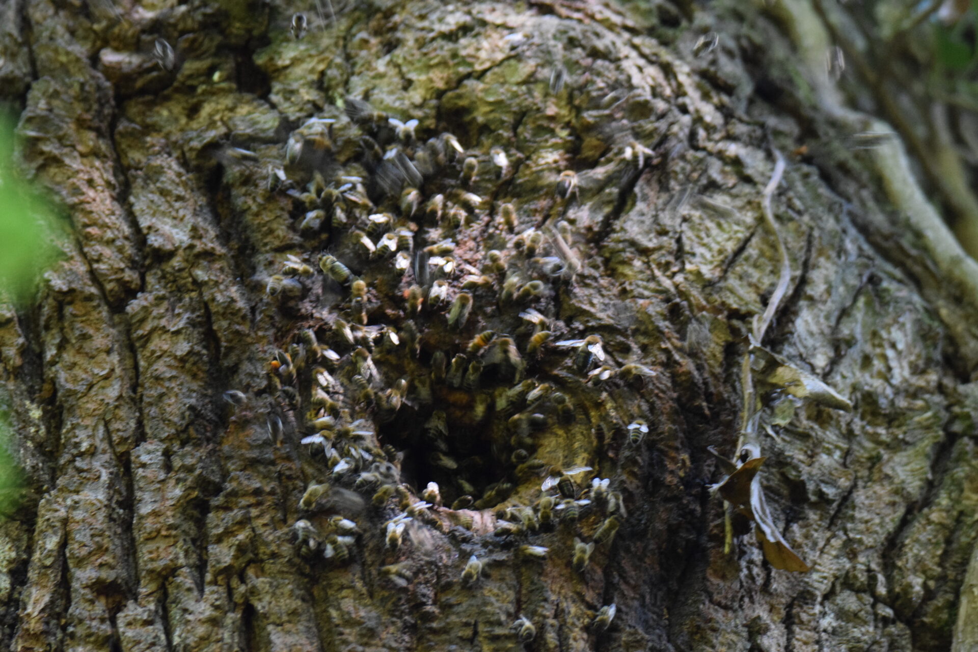 Wildlebendes Honigbienenvolk in einer Baumhöhle im Wald, Foto: Walter Ackermann
