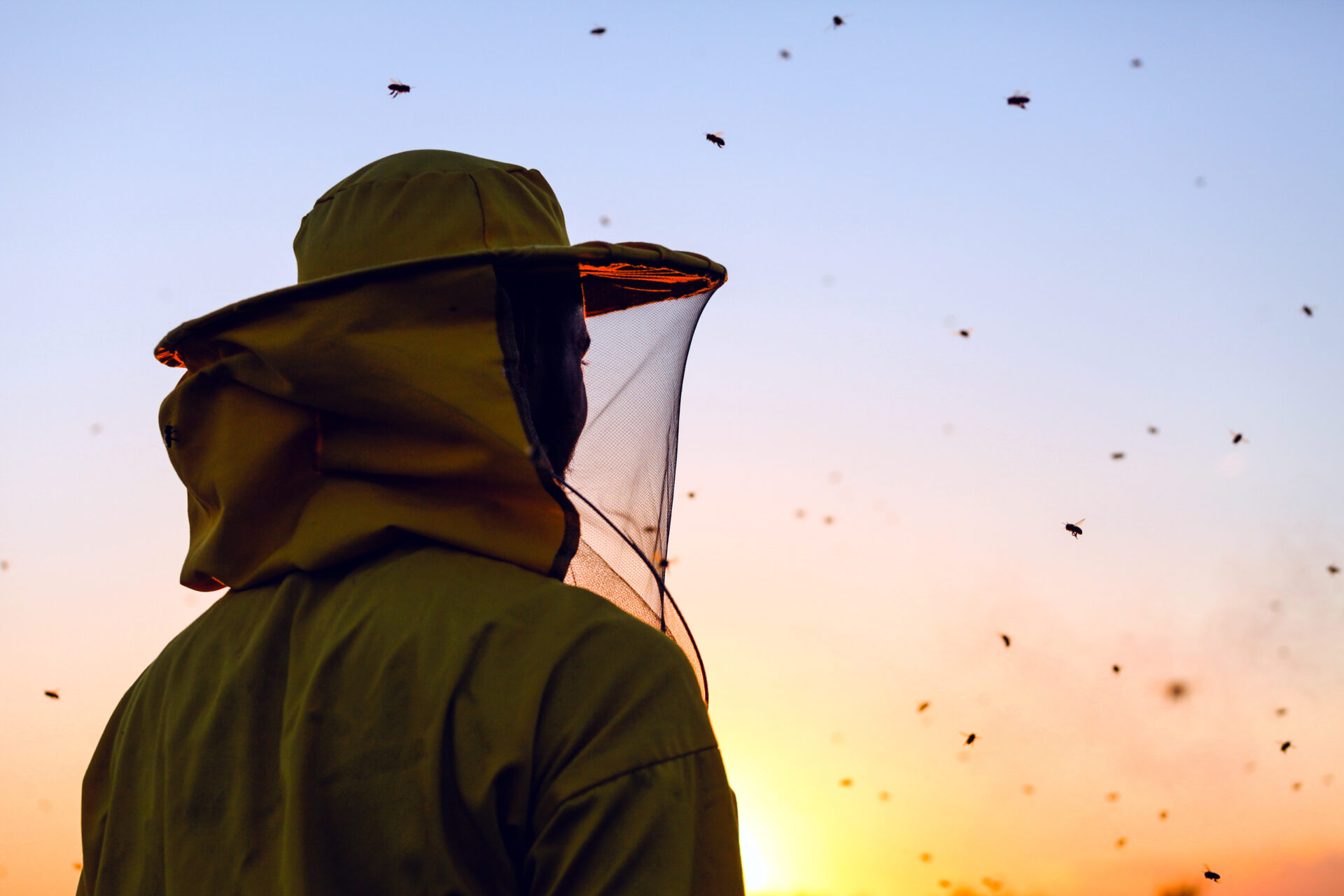 Imker in der Abendsonne und Bienen drumherum