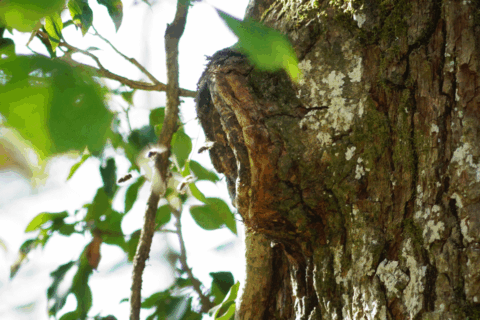 Wild lebenden Honigbienen