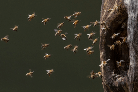 © Ingo Arndt Honeybees