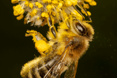 © Ingo Arndt Honeybees