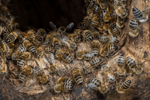 © Ingo Arndt Honeybees