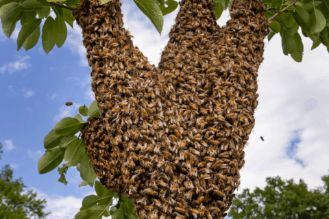 © Ingo Arndt Honeybees