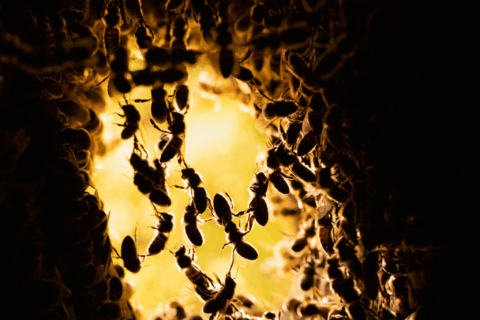 © Ingo Arndt Honeybees