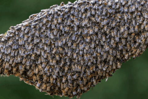 © Ingo Arndt Honeybees