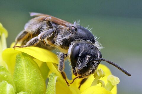 Andrena Distinguenda