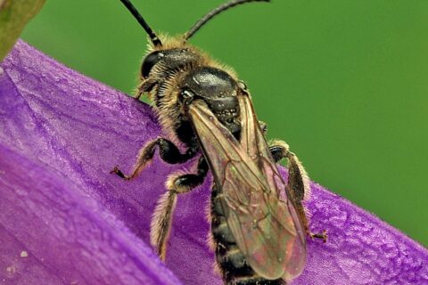 Wildbienen