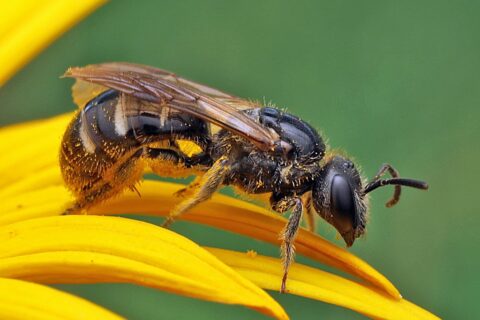 Lasioglossum Quadrinotatulum