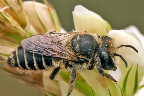 Megachile Leachella